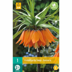 Řepčík - Fritillaria Imperialis Aurora - 1 cibule