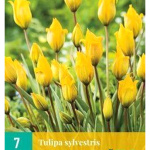 Karta - Tulipán - Sylvestris (7 cibulí) 