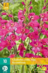 Karta - Mečík - Gladiolus Com. SSP. Byzantinus (10 cibulí) 