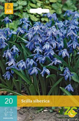 Karta - Ladoňka - Scilla Siberica (20 cibulí) 