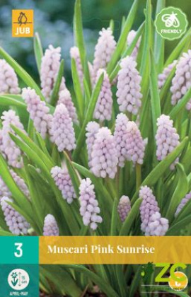 Karta - Modřenec - Muscari Pink Sunrise (3 cibulí) 