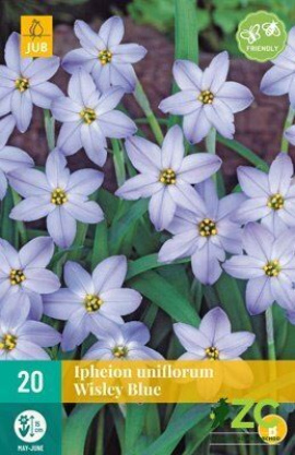 Karta - Ipheion - Uniflorum Wisley Blue (20 cibulí) 