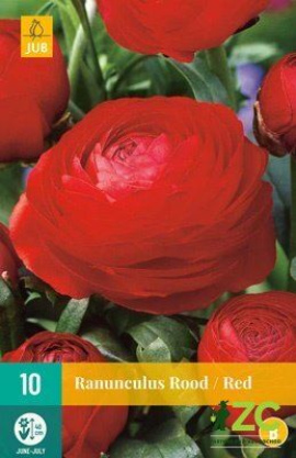 Karta - Pryskyřník - Ranunculus Red (10 cibulí) 