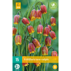 Karta - Řepčík - Fritillaria Uva Vulpis (15 cibulí) 