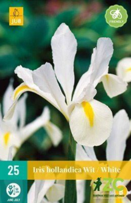 Karta - Kosatec - Iris Hollandica White (25 cibulí) 