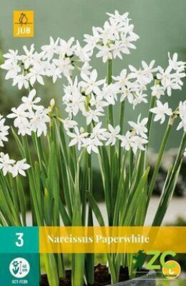 Karta - Narcis - Potnarcis Paperwhite (3 cibule) 